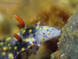 "Mmmmm.....this sponge smells delicious!"....Hypselodoris... by Brian Mayes 
